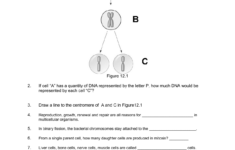 Cell Division Worksheet