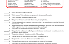 Cell Organelles And Their Functions Worksheet Answer Key The Best