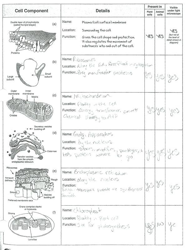 The Anatomy Of The Cell Worksheet Answer Key