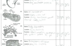 Cell Organelles Worksheet Answer Key Biology Free Worksheets Samples