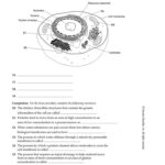 Cell Structure And Function Worksheet Chapter 7 Cell Structure And