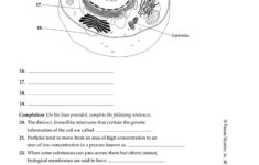 Cell Structure And Function Worksheet Chapter 7 Cell Structure And