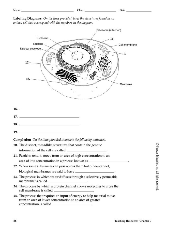 Anatomy Of A Generalized Cell Worksheet Answers | Anatomy Worksheets