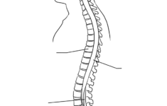 Central Nervous System Worksheet Coloring Page Free Printable