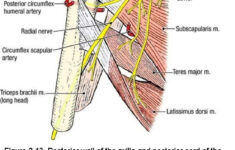 Ch 13 Real Anatomy Worksheet Spinal Cord And Nerves Anatomy How s