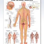 Ch 13 Real Anatomy Worksheet Spinal Cord And Nerves Anatomy How S