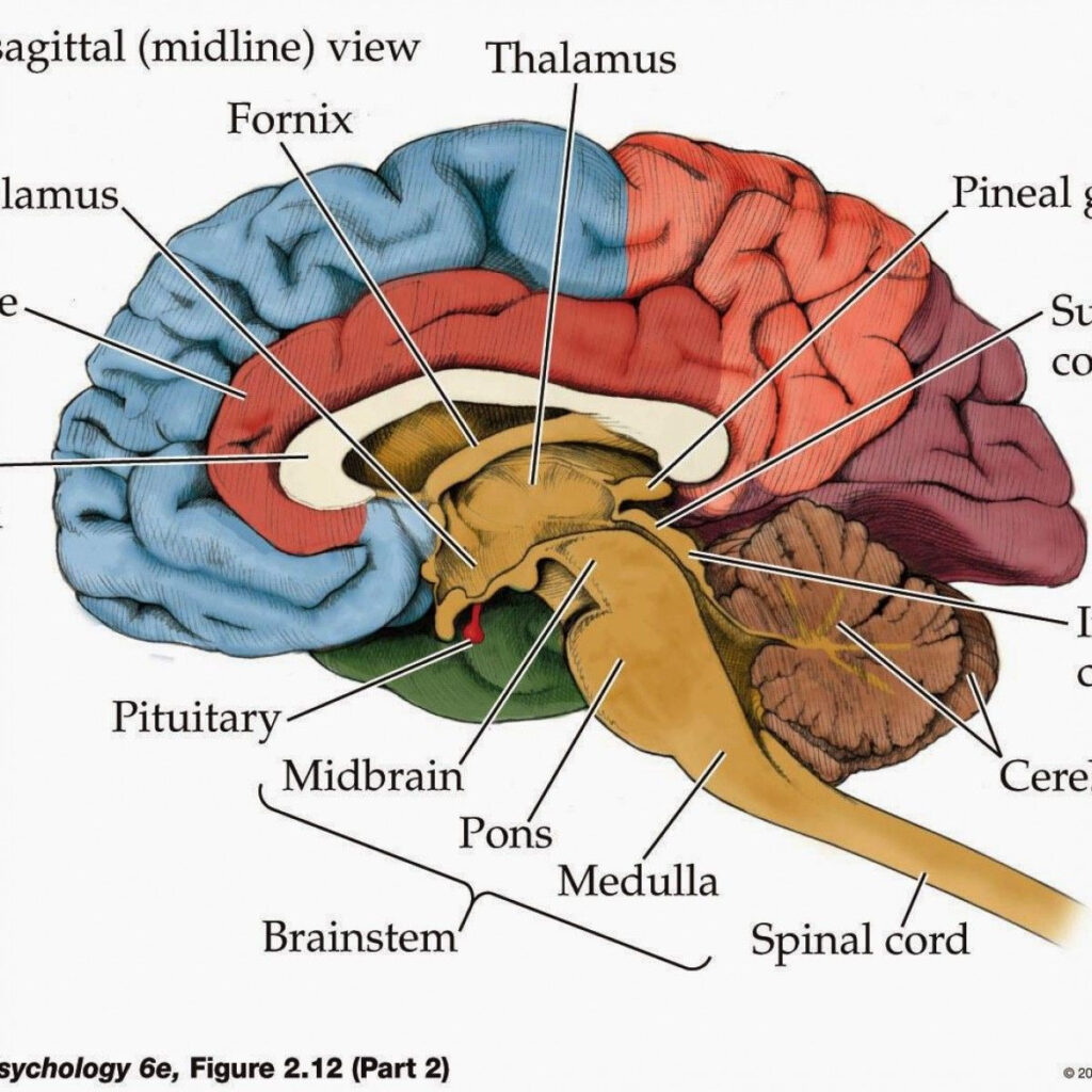 Ch 13 Real Anatomy Worksheet Spinal Cord And Nerves Anatomy How S ...