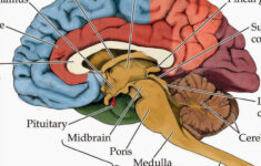 Ch 13 Real Anatomy Worksheet Spinal Cord And Nerves Anatomy How s