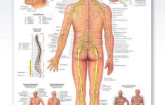 Ch 13 Real Anatomy Worksheet Spinal Cord And Nerves Anatomy How s