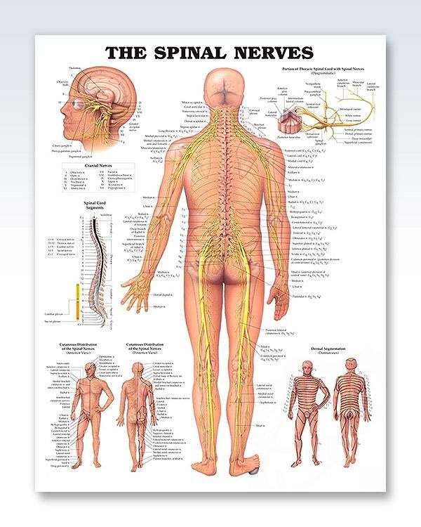 Ch 13 Real Anatomy Worksheet Spinal Cord And Nerves Anatomy How s 