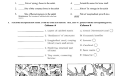 Ch 5 The Skeletal System