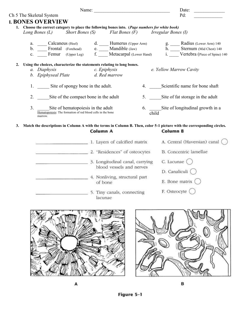 Anatomy Chapter 5 Skeletal System Worksheet Answers Anatomy Worksheets