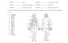 Chapter 1 The Human Body An Orientation Worksheet Answers