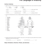 Chapter 1 The Human Body An Orientation Worksheet Answers