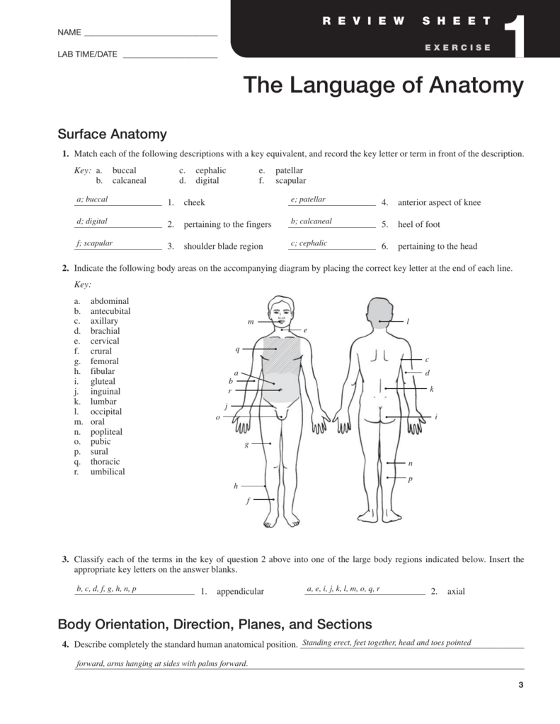 Chapter 1 The Human Body An Orientation Worksheet Answers 