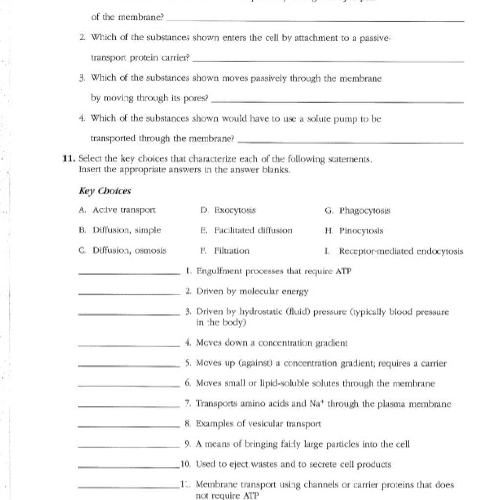 Chapter 10 Blood Anatomy And Physiology Coloring Workbook Answers 