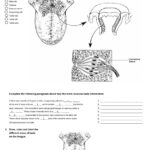 Chapter 10 Special Senses Worksheet Answers Worksheet List