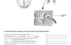Chapter 10 Special Senses Worksheet Answers Worksheet List