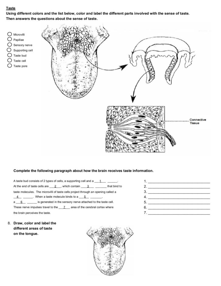 Anatomy Special Senses Worksheet