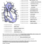 Chapter 11 The Cardiovascular System Worksheet Answer Key Db Excel
