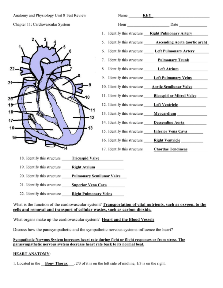 Anatomy And Physiology Chapter 11 Worksheet Answers
