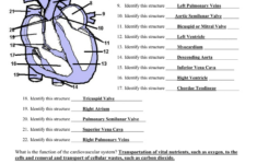 Chapter 11 The Cardiovascular System Worksheet Answer Key Db excel