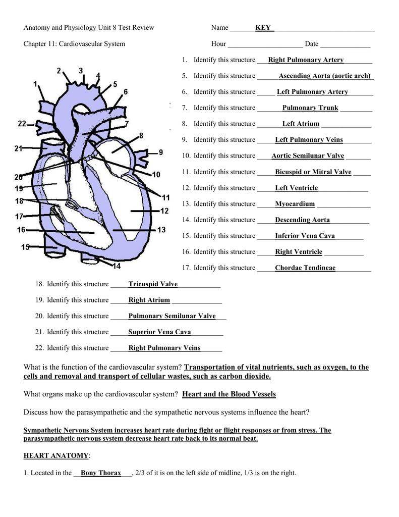 Chapter 11 The Cardiovascular System Worksheet Answer Key Db excel