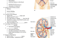 Chapter 15 The Urinary System