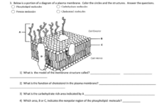 Chapter 3 Cell Structure And Function Worksheet Answers