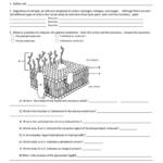 Chapter 3 Cell Structure And Function Worksheet Answers