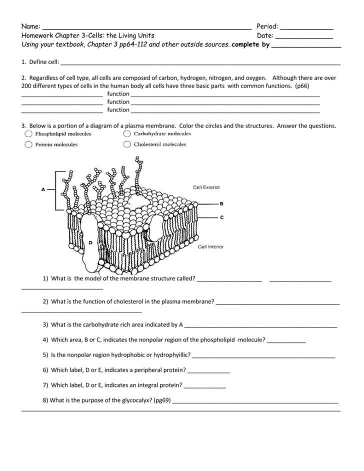 Chapter 3 Anatomy Of Cells Worksheet Answers