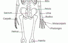 Chapter 5 The Skeletal System Worksheet Answers Worksheet
