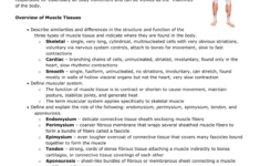 Chapter 6 The Muscular System