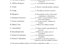 Chapter 7 Muscular System Worksheet Answers Thekidsworksheet