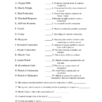 Chapter 7 Muscular System Worksheet Answers Thekidsworksheet