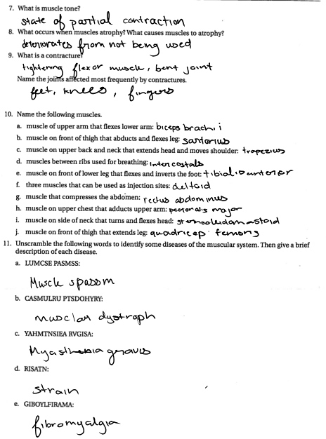 Anatomy Chapter 7 Skeletal System Worksheet Answers Anatomy Worksheets