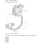 Chapter 7 The Nervous System Worksheet Answers