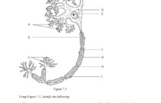 Chapter 7 The Nervous System Worksheet Answers