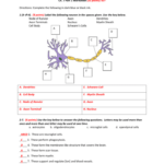 Chapter 7 The Nervous System Worksheet Answers Db Excel