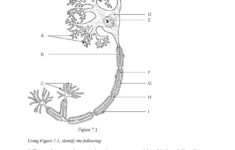 Chapter 7 The Nervous System Worksheet Answers Db excel