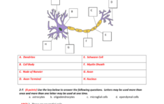 Chapter 7 The Nervous System Worksheet Answers Db excel