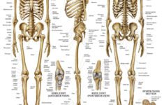 Cheap Anatomical Skeleton For Sale Find Anatomical Skeleton For Sale