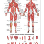 Cheap Muscles Of The Muscular System Find Muscles Of The Muscular
