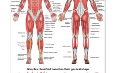 Cheap Muscles Of The Muscular System Find Muscles Of The Muscular