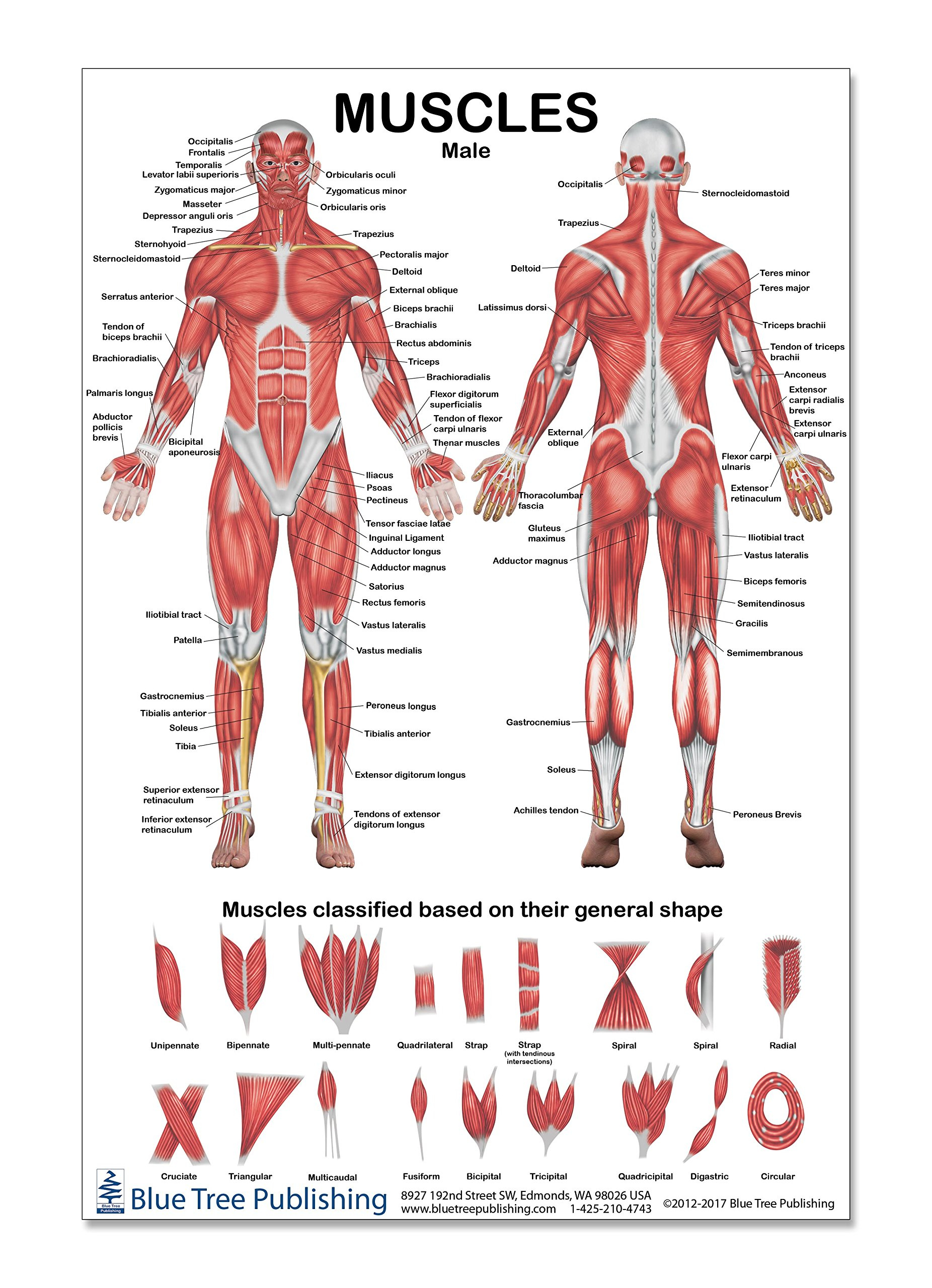 Cheap Muscles Of The Muscular System Find Muscles Of The Muscular 
