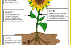 Check Out All The Great Resources Super Teacher Worksheets Has For