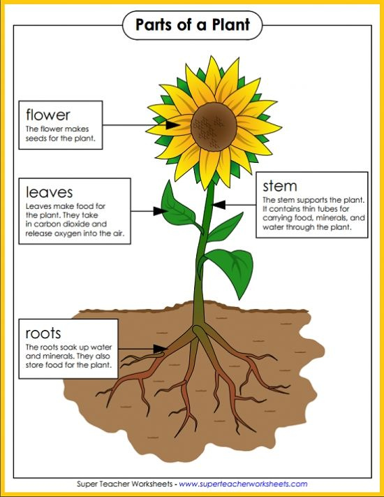 Anatomy Of A Flower Super Teacher Worksheets