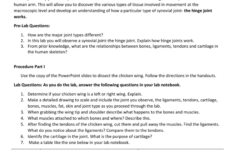 Chicken Wing Dissection Table Answers All About Image HD