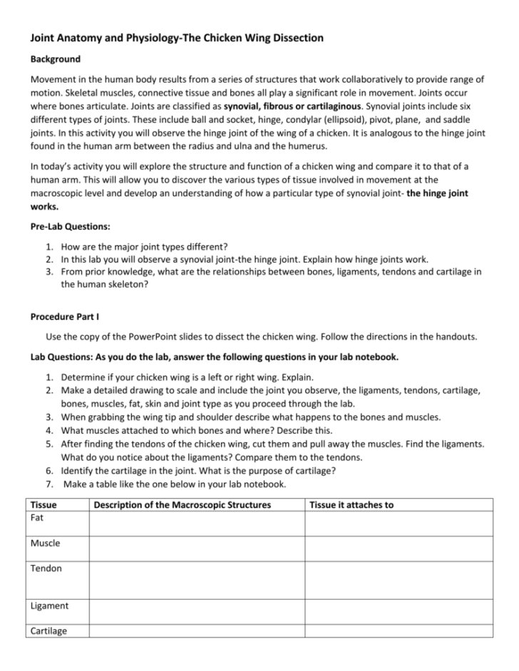 Chicken Wing Dissection Table Answers All About Image HD Anatomy