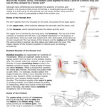 Chicken Wing Dissection Table Answers All About Image HD